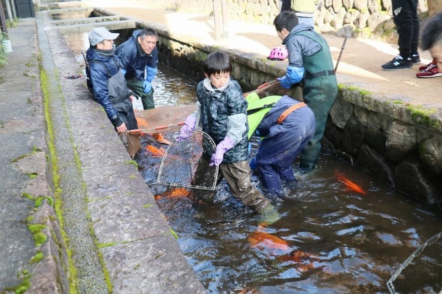 春到来！瀬戸川の鯉の引越し